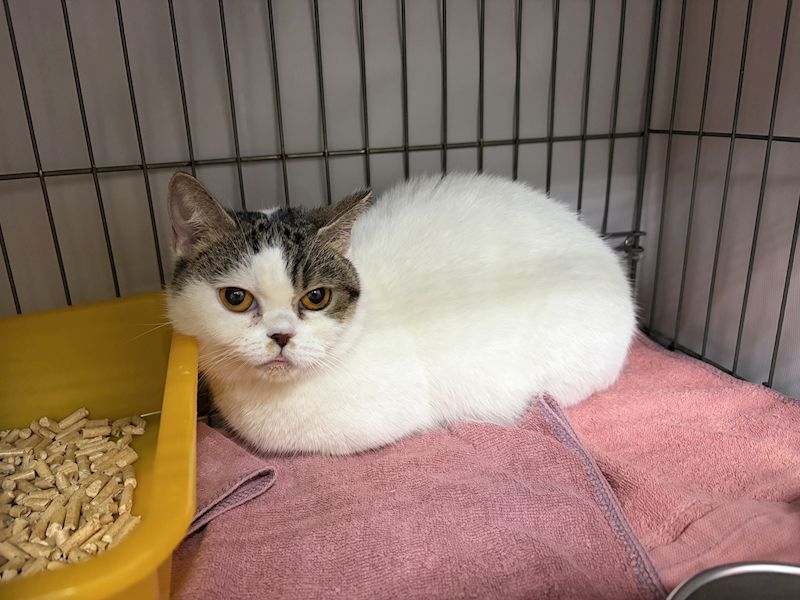 新北市板橋區公立動物之家,編號:443603, 混種貓                 