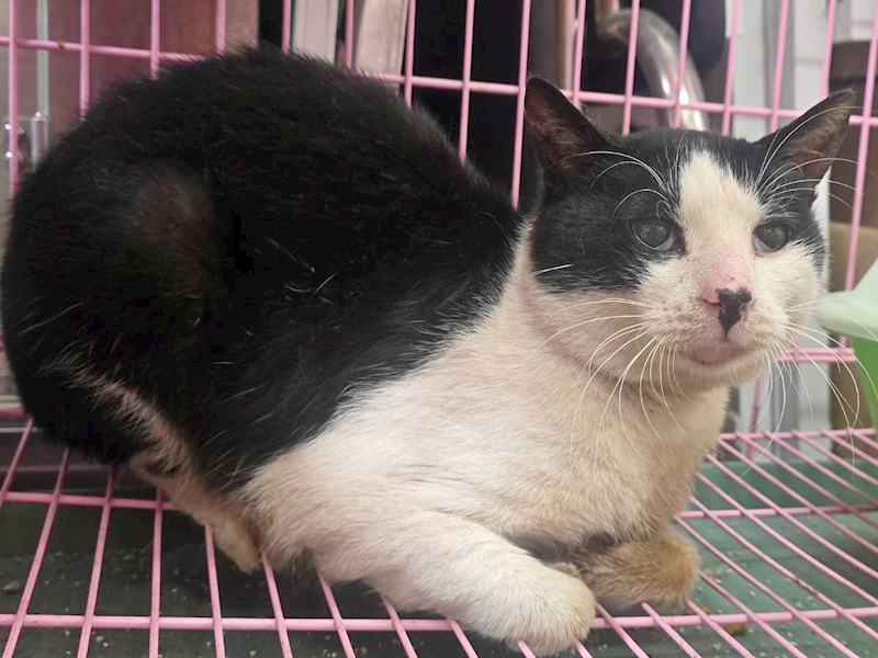 臺北市動物之家,編號:439281, 混種貓                 