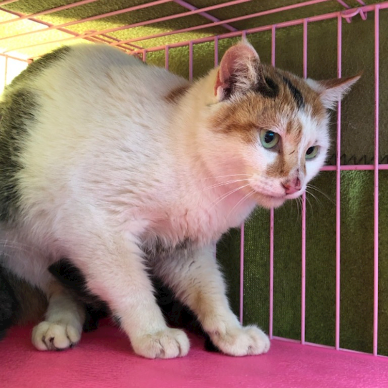 臺北市動物之家,編號:291733, 混種貓                 