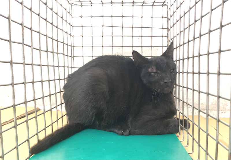 臺北市動物之家,編號:444378, 混種貓                 