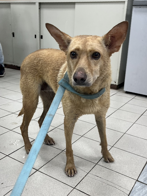 彰化縣流浪狗中途之家,編號:447997, 混種犬          