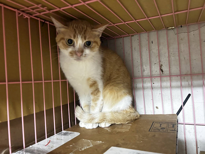 新北市中和區公立動物之家,編號:448000, 混種貓                 