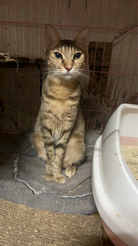 新北市中和區公立動物之家,編號:447999, 混種貓                 