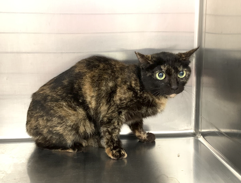 臺北市動物之家,編號:447978, 混種貓                 