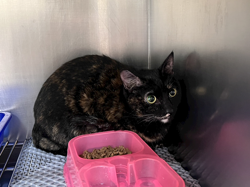 桃園市動物保護教育園區,編號:444457, 混種貓                 