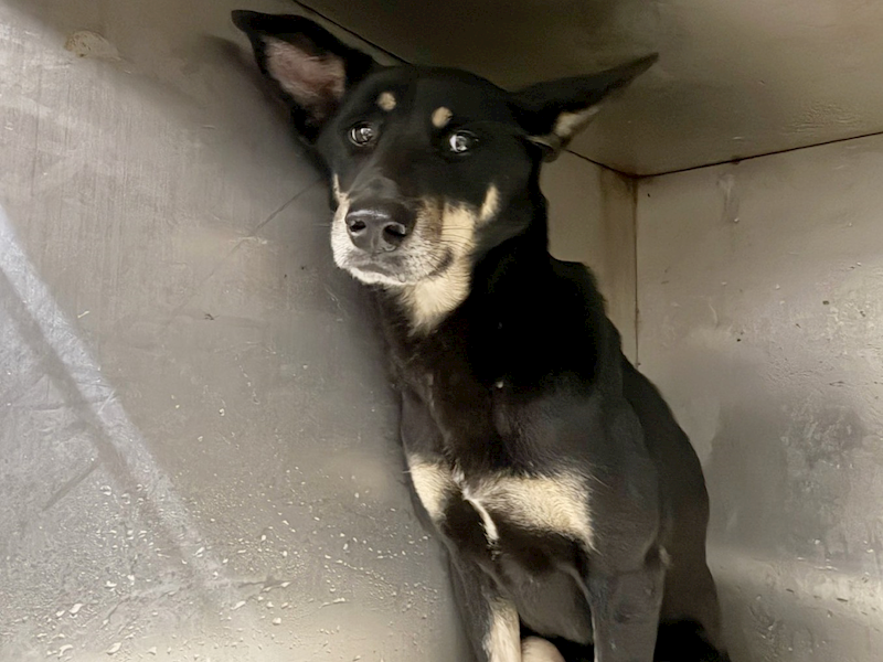 臺北市動物之家,編號:443028, 混種犬          