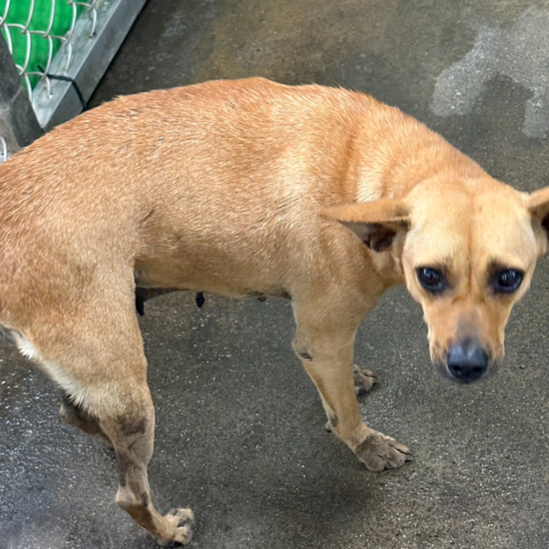 臺東縣動物收容中心,編號:447909, 混種犬          