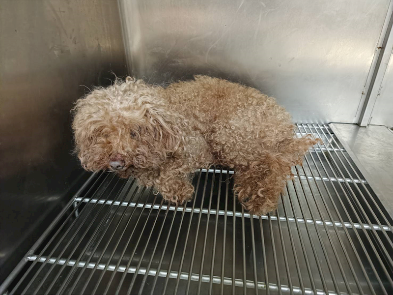 新竹市動物保護教育園區,編號:448041, 貴賓犬        