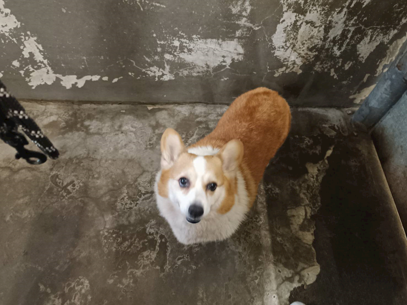 新竹市動物保護教育園區,編號:448037, 威爾斯柯基犬              