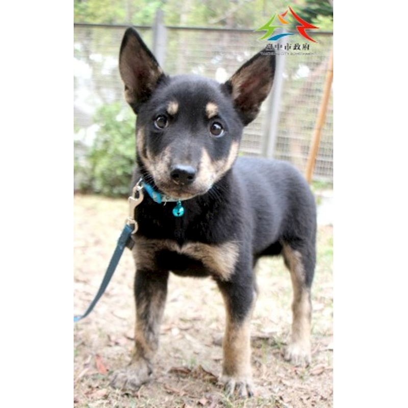 臺中市動物之家后里園區,編號:447307, 混種犬          