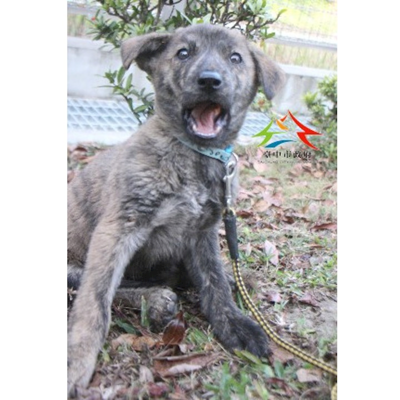 臺中市動物之家后里園區,編號:445749, 混種犬          