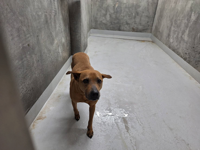 基隆市寵物銀行,編號:442951, 混種犬          