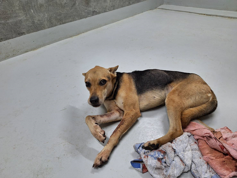 基隆市寵物銀行,編號:442952, 混種犬          