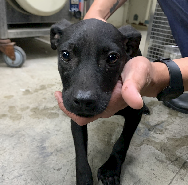 臺北市動物之家,編號:439120, 混種犬          