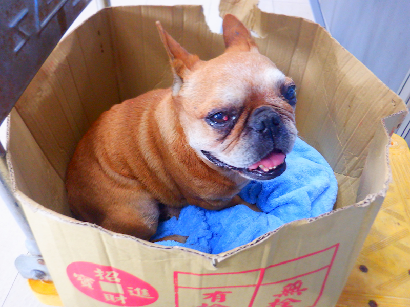 南投縣公立動物收容所,編號:448139, 法國鬥牛犬