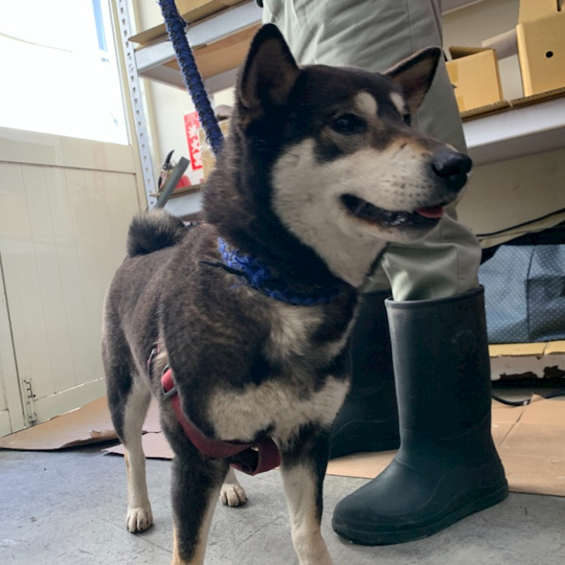 臺北市動物之家,編號:445095, 混種犬          