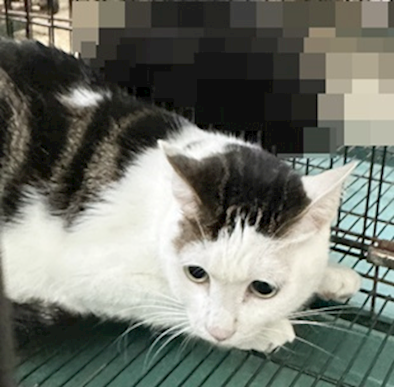 臺中市動物之家后里園區,編號:448078, 混種貓                 