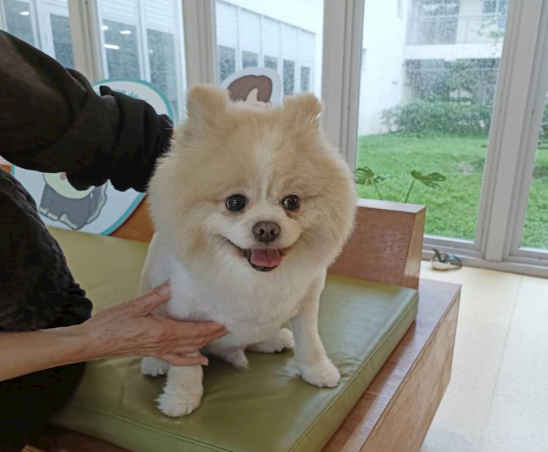 新竹市動物保護教育園區,編號:448081, 博美犬         