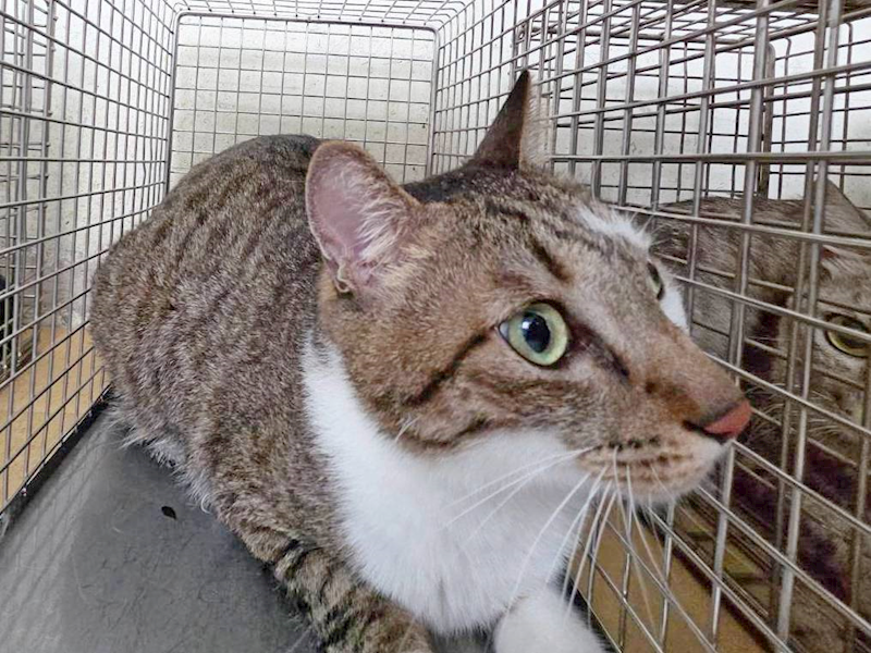 臺北市動物之家,編號:448049, 混種貓                 