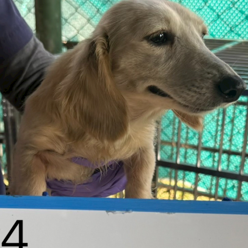 臺南市動物之家善化站,編號:445269, 混種犬          