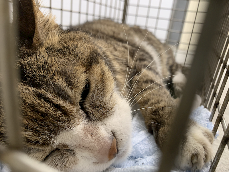 臺北市動物之家,編號:448169, 混種貓                 