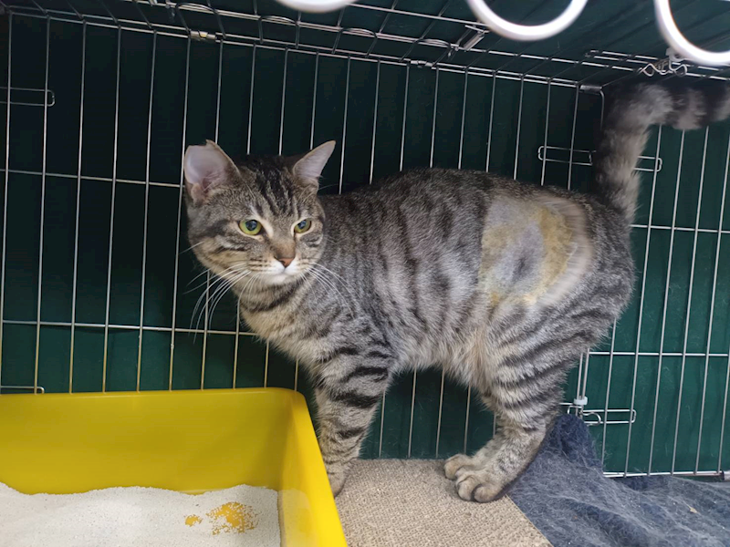 新北市板橋區公立動物之家,編號:448175, 混種貓                 