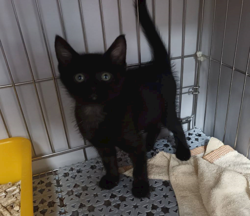 新北市板橋區公立動物之家,編號:448389, 混種貓                 