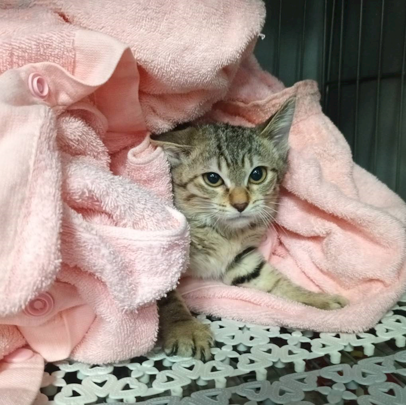 新北市板橋區公立動物之家,編號:448391, 混種貓                 