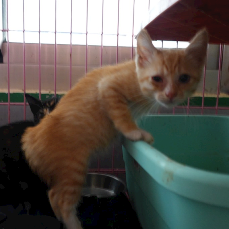 臺南市動物之家灣裡站,編號:446009, 混種貓                 