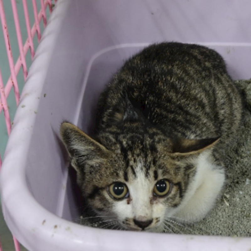 臺南市動物之家灣裡站,編號:444311, 混種貓                 