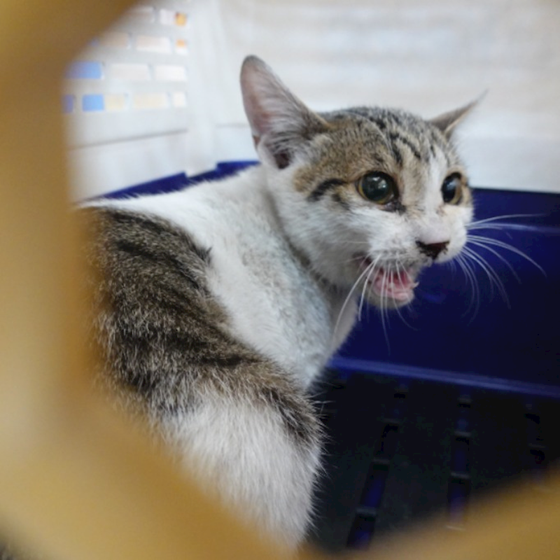 臺南市動物之家灣裡站,編號:445750, 混種貓                 