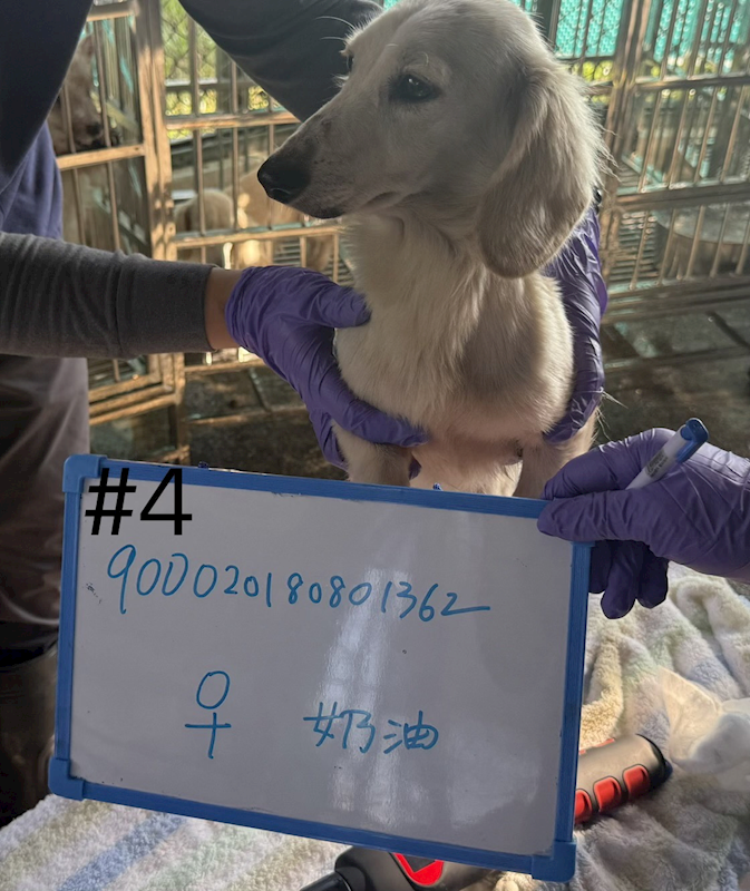 臺南市動物之家善化站,編號:445227, 長毛臘腸