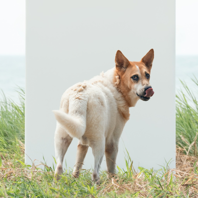 新北市淡水區公立動物之家,編號:245459, 混種犬          