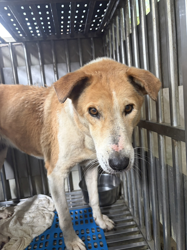 新北市淡水區公立動物之家,編號:447780, 混種犬          