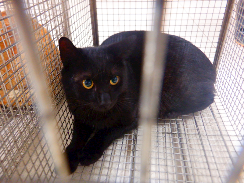 南投縣公立動物收容所,編號:448270, 混種貓                 