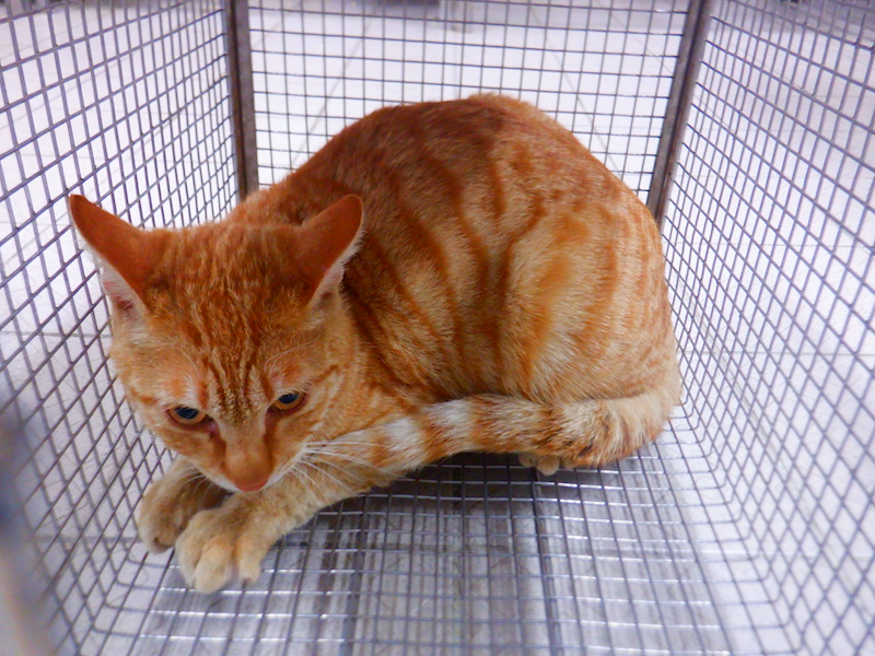 南投縣公立動物收容所,編號:448267, 混種貓                 