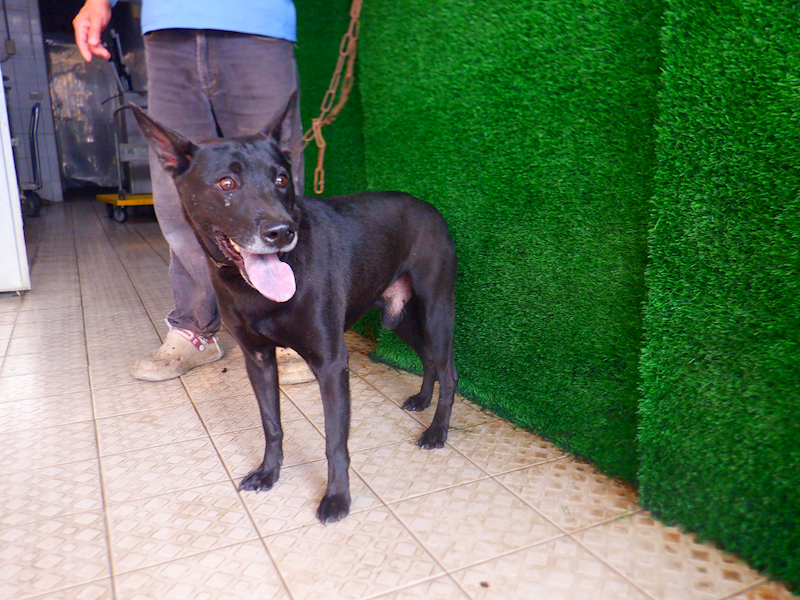 南投縣公立動物收容所,編號:447843, 混種犬          