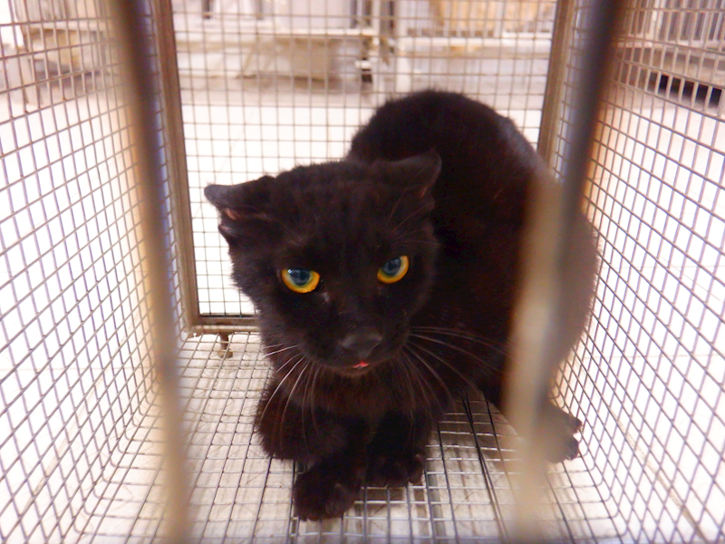 南投縣公立動物收容所,編號:447809, 混種貓                 