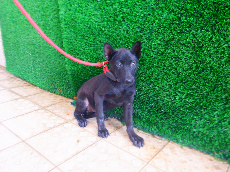 南投縣公立動物收容所,編號:447841, 混種犬          