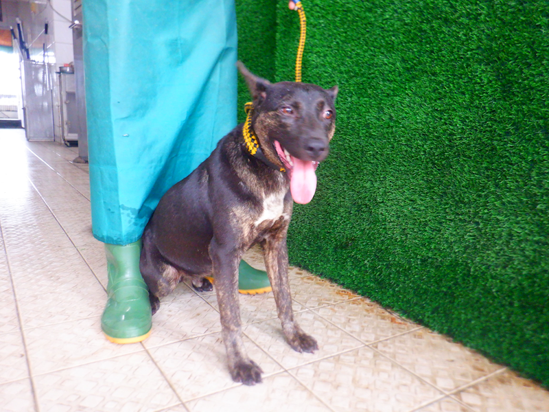 南投縣公立動物收容所,編號:447839, 混種犬          