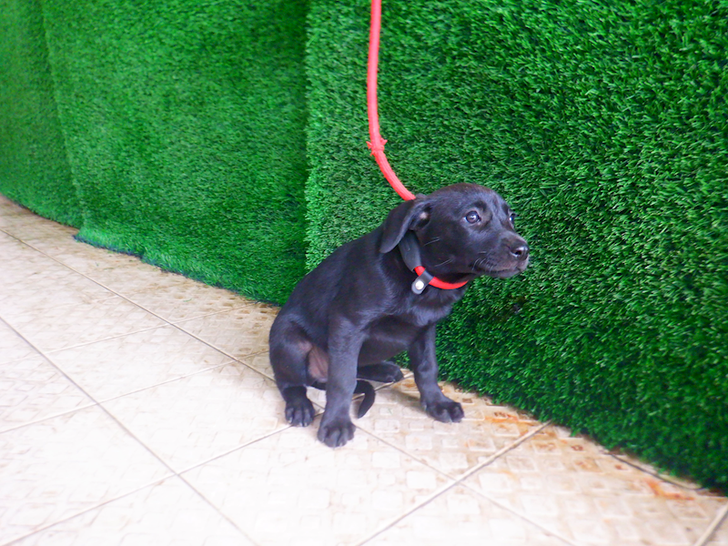 南投縣公立動物收容所,編號:447837, 混種犬          