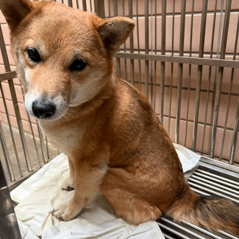 新北市淡水區公立動物之家,編號:446876, 柴犬                  