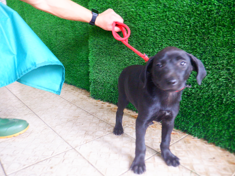 南投縣公立動物收容所,編號:447836, 混種犬          