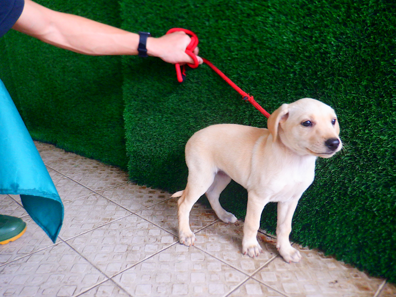 南投縣公立動物收容所,編號:447835, 混種犬          