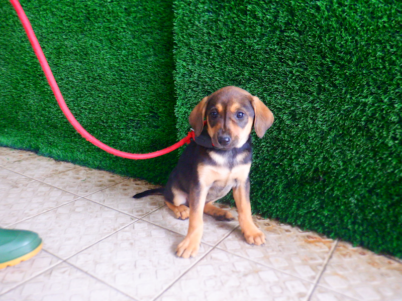 南投縣公立動物收容所,編號:447834, 混種犬          