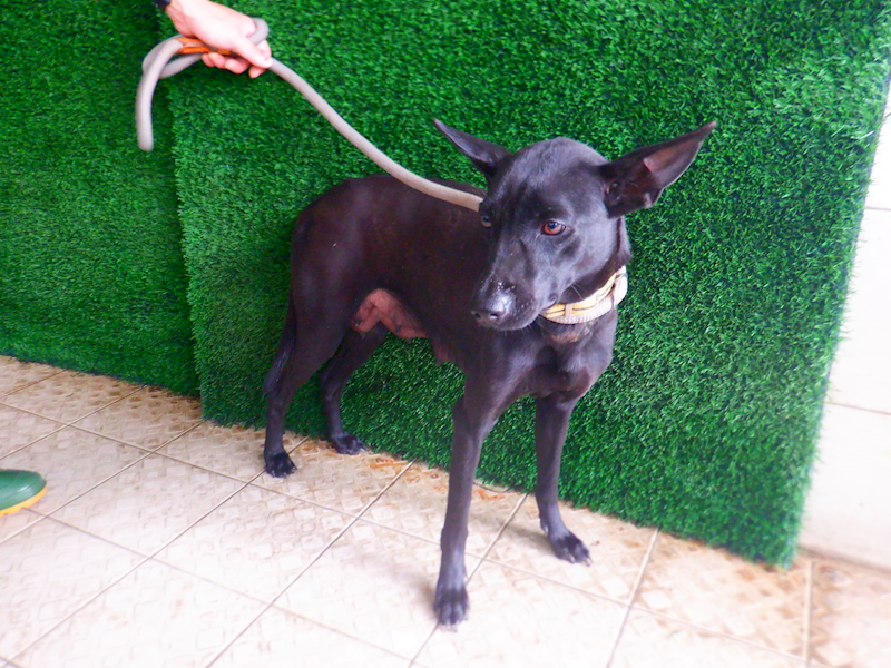 南投縣公立動物收容所,編號:447830, 混種犬          