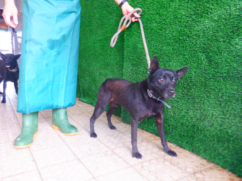 南投縣公立動物收容所,編號:447820, 混種犬          