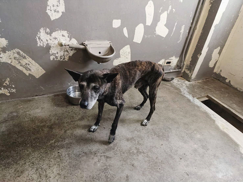 新竹市動物保護教育園區,編號:448441, 混種犬          