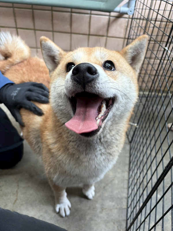 新北市淡水區公立動物之家,編號:447778, 柴犬                  