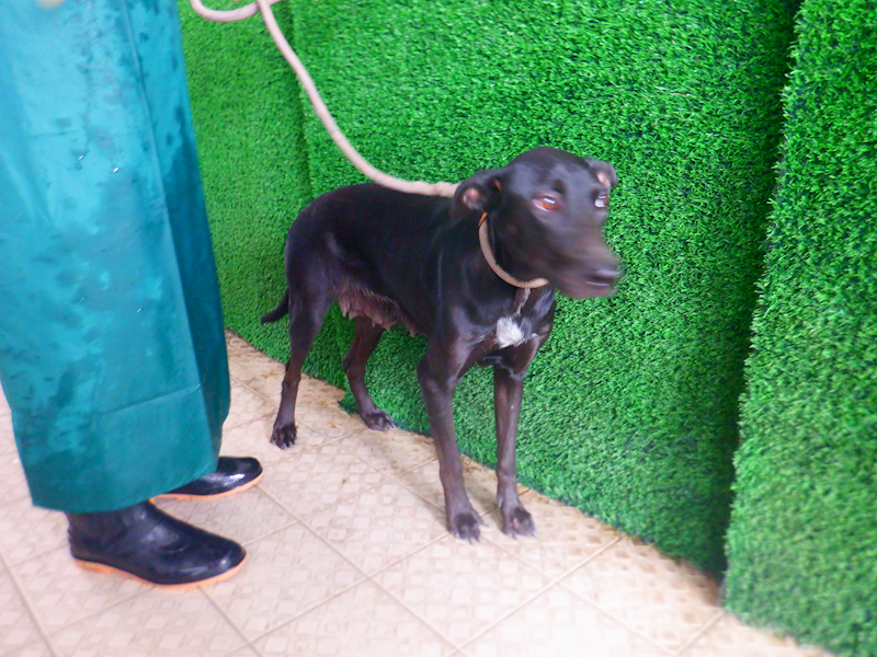 南投縣公立動物收容所,編號:447810, 混種犬          